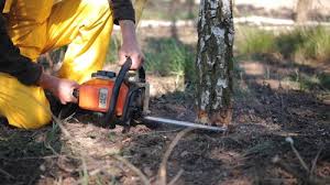Best Tree Trimming and Pruning  in Dunnigan, CA