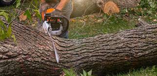 Best Aeration Services  in Dunnigan, CA