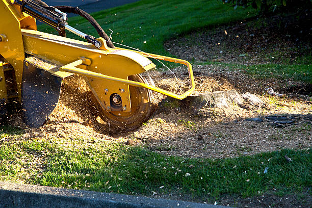 Best Commercial Tree Services  in Dunnigan, CA