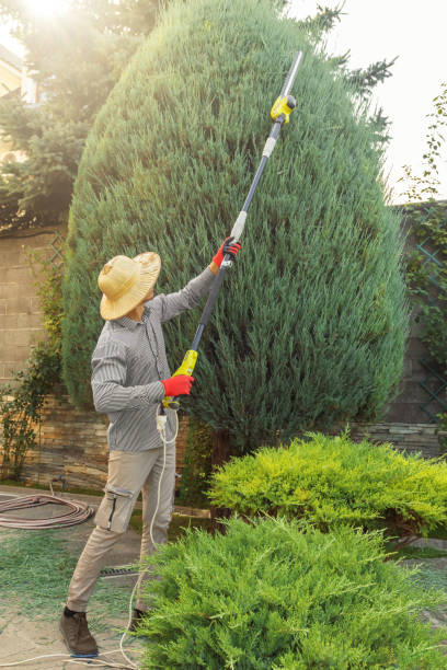 Dunnigan, CA Tree Services Company