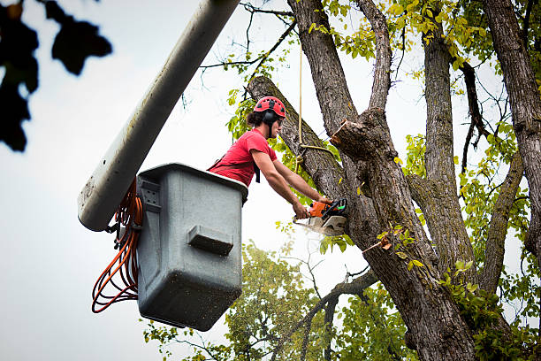Best Tree Health Inspection  in Dunnigan, CA